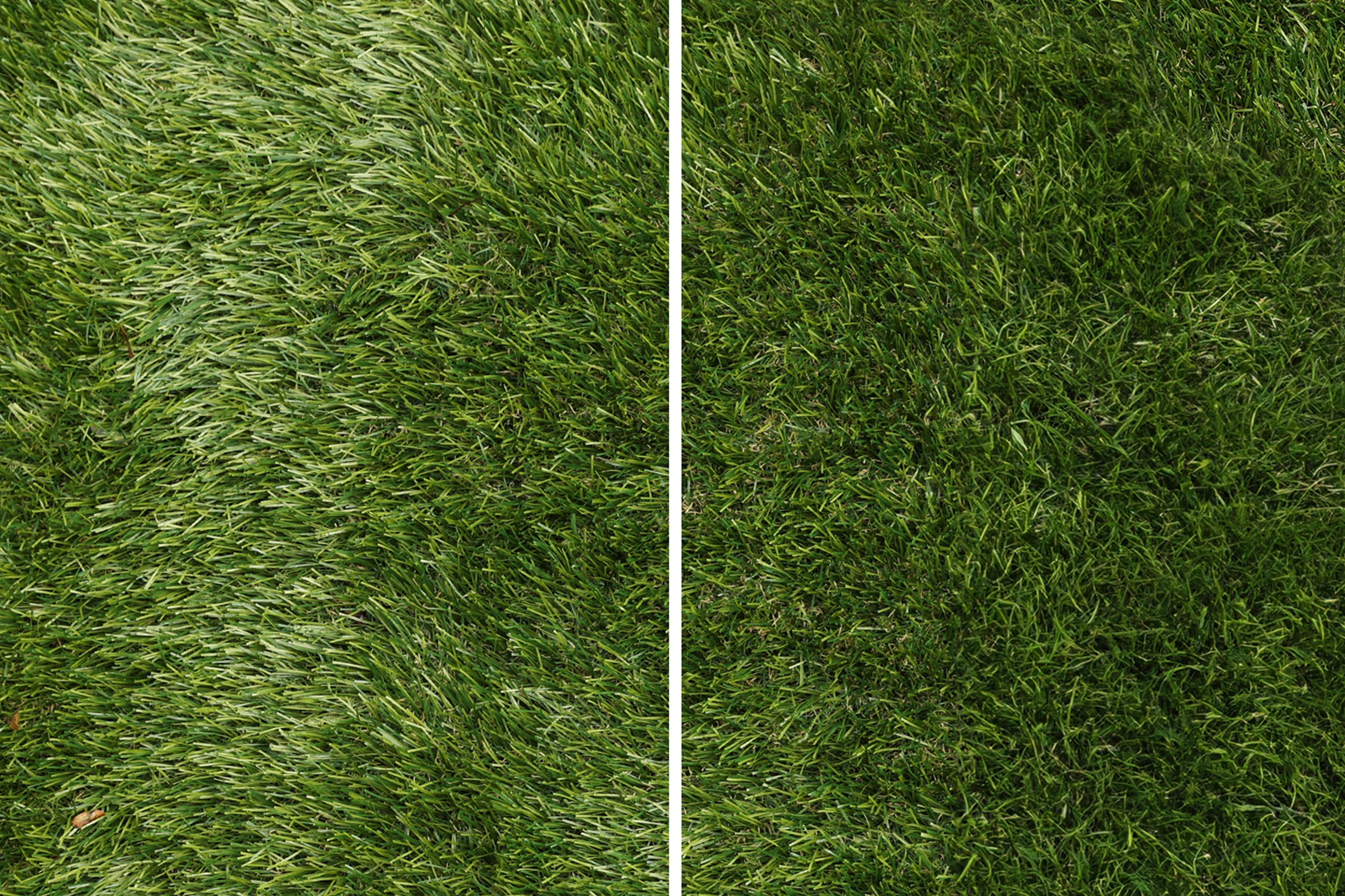 Can My Tired Turf Be Restored?